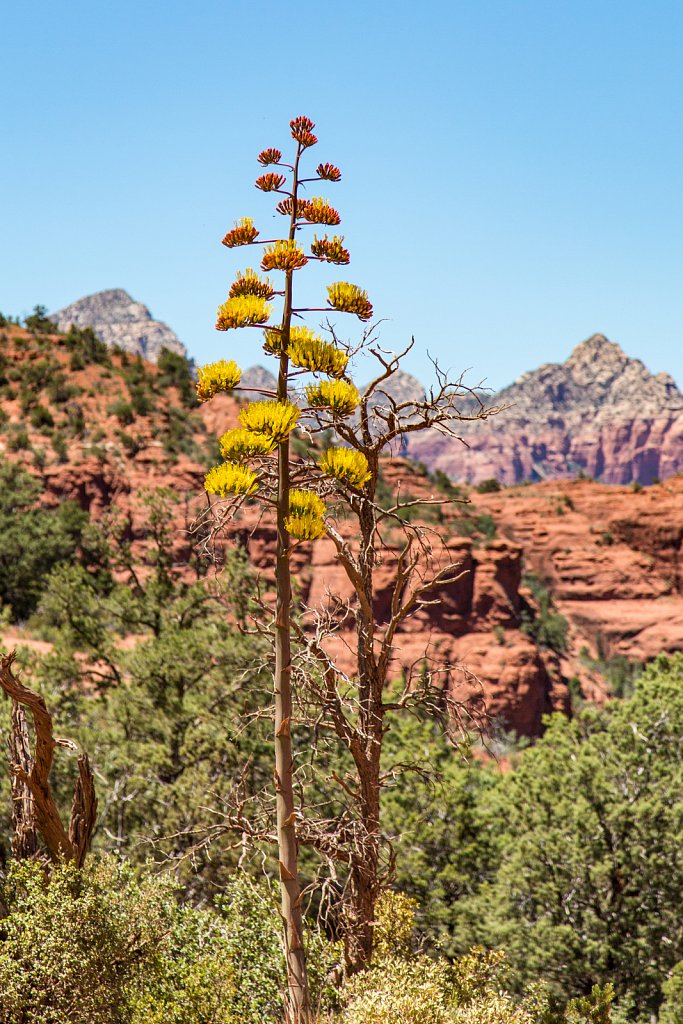 20120612-173-Arizona.jpg