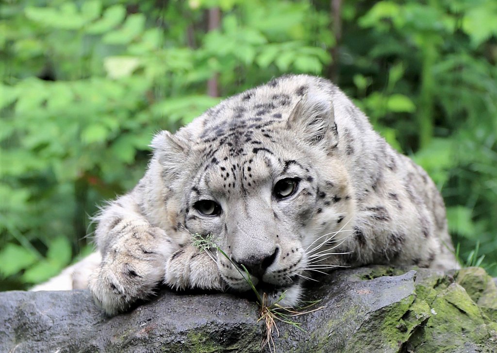 20130518-Central-Park-Zoo-14b.jpg